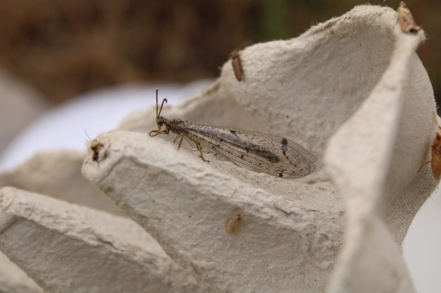 Distoleon tetragrammicus - négyfoltos hangyaleső
