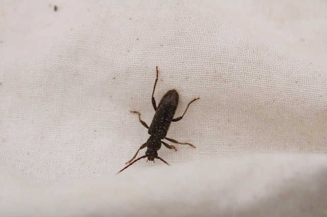 Trichoferus campestris - szállóvendég éjicincér