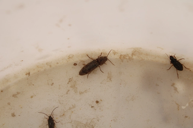 Stenagostus rhombeus - rombusznyakú pattanó
