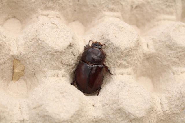 Oryctes nasicornis - orrszarvú bogár