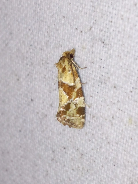 Aethes hartmanniana - ördögszem-fúrómoly