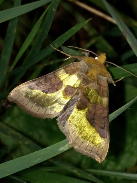 Diachrysia chrysitis - aranybagoly