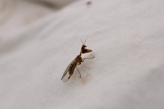 Mantispa styriaca - kétszínű fogólábú-fátyolka