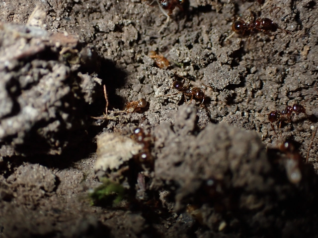 Aphaenogaster subterranea - vörös karcsúhangya