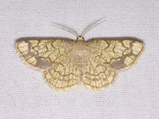 Stegania dilectaria - fehérnyár-araszoló