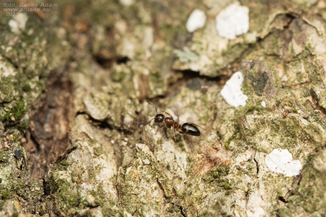 Colobopsis truncata - kapushangya