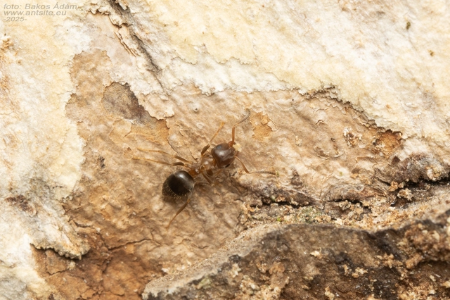 Lasius brunneus - rozsdáshátú feketehangya