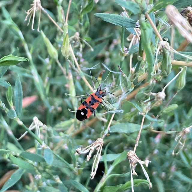 Lygaeus equestris/simulans