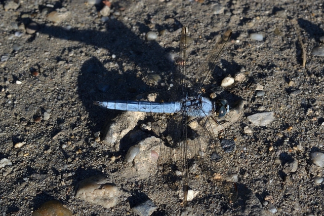 Orthetrum brunneum - pataki pásztorszitakötő