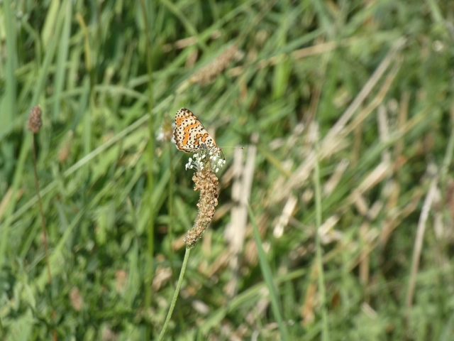 Melitaea didyma - tüzes tarkalepke
