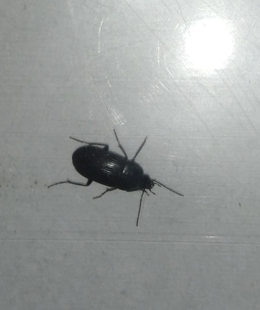 Oodes gracilis - karcsú merülőfutó