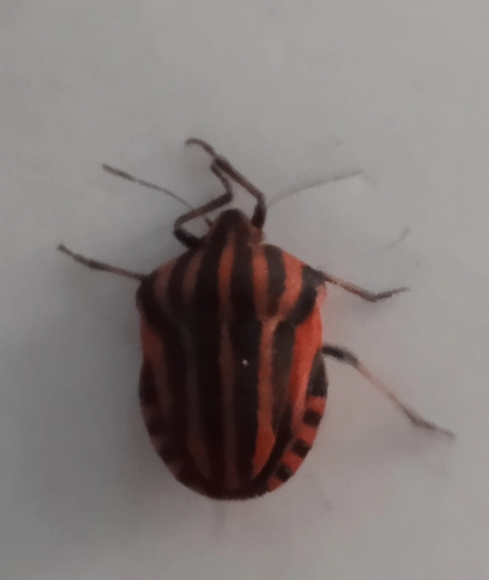 Graphosoma italicum - csíkos pajzsospoloska