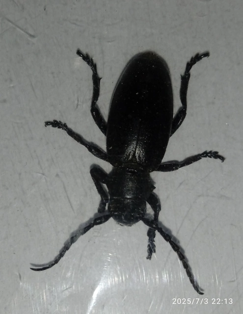 Dorcadion aethiops - fekete gyalogcincér