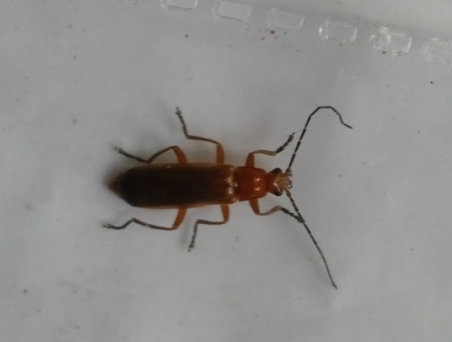 Rhagonycha fulva - feketevégű lágybogár