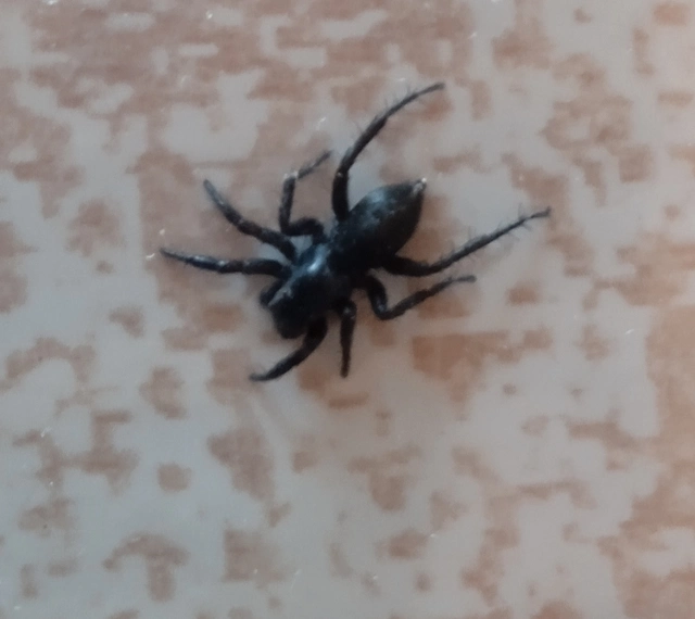 Salticidae - ugrópókok