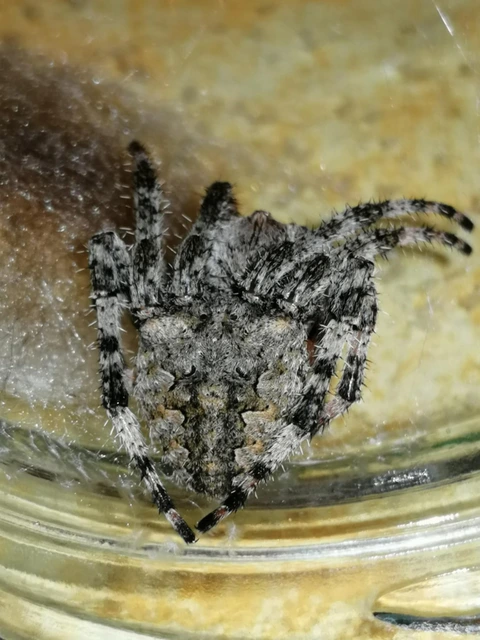 Araneus circe/angulatus