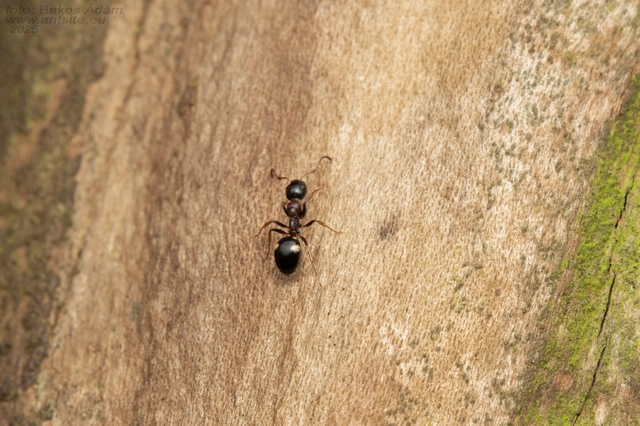 Dolichoderus quadripunctatus - négypettyes erdeihangya
