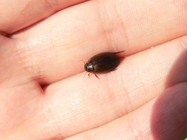 Rhantus suturalis - gyakori particsíkbogár