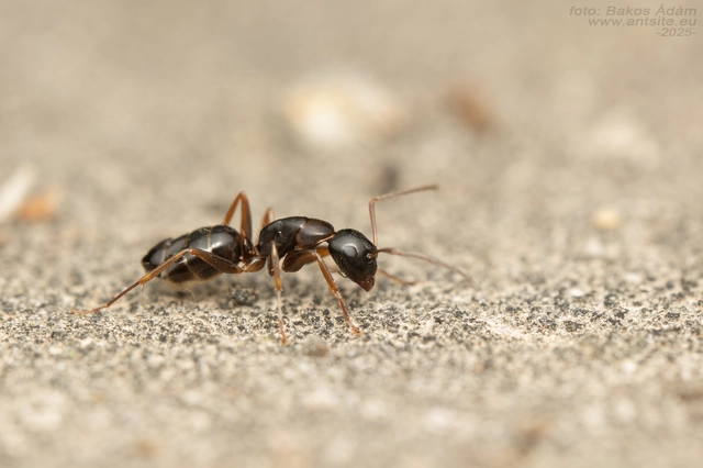 Camponotus fallax - ligeti lóhangya