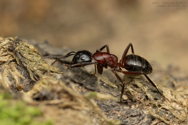 Camponotus ligniperda - faodvasító lóhangya
