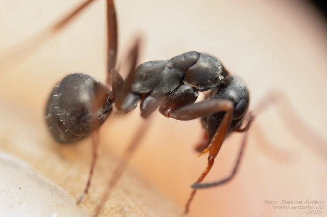 Formica fusca - kormos rabszolgahangya