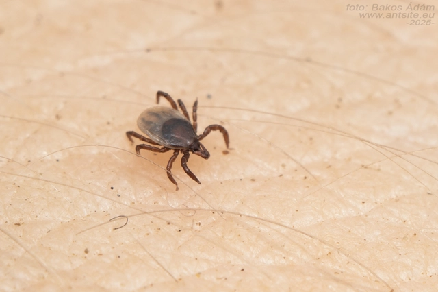Ixodes ricinus - közönséges kullancs
