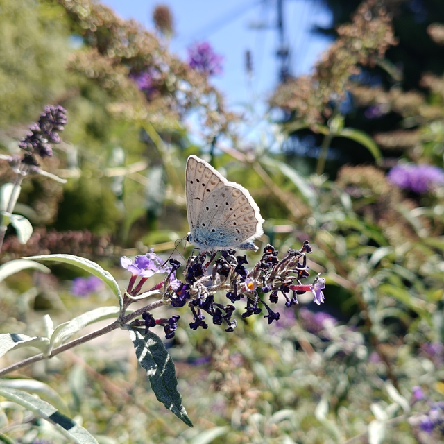 Polyommatus daphnis - csipkés boglárka