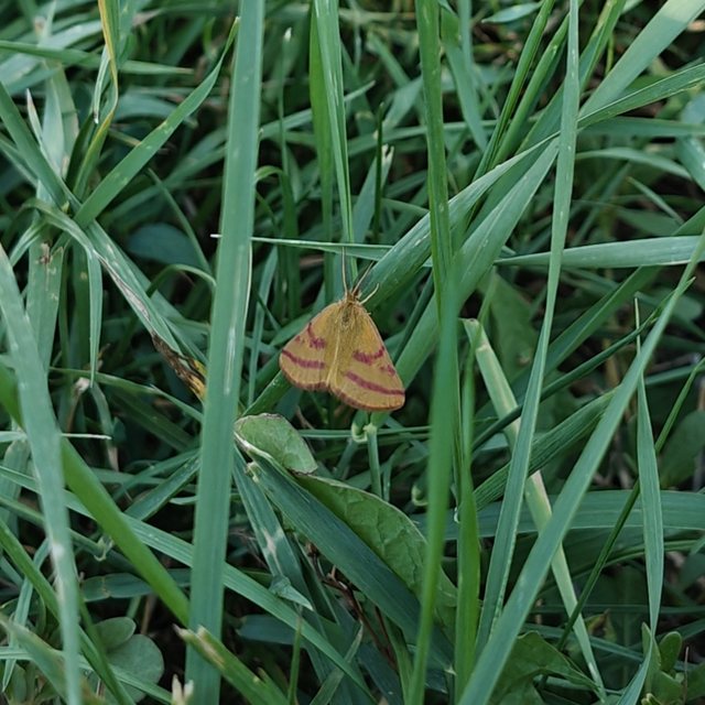 Lythria purpuraria - bíborsávos araszoló