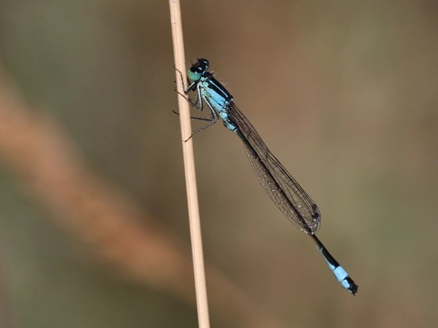 Ischnura elegans pontica - kéköves légivadász
