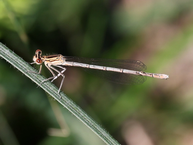 Platycnemis pennipes - széleslábú szitakötő