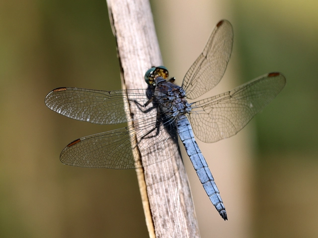 Orthetrum coerulescens - karcsú pásztorszitakötő