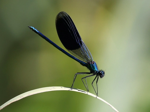 Calopteryx splendens - sávos szitakötő