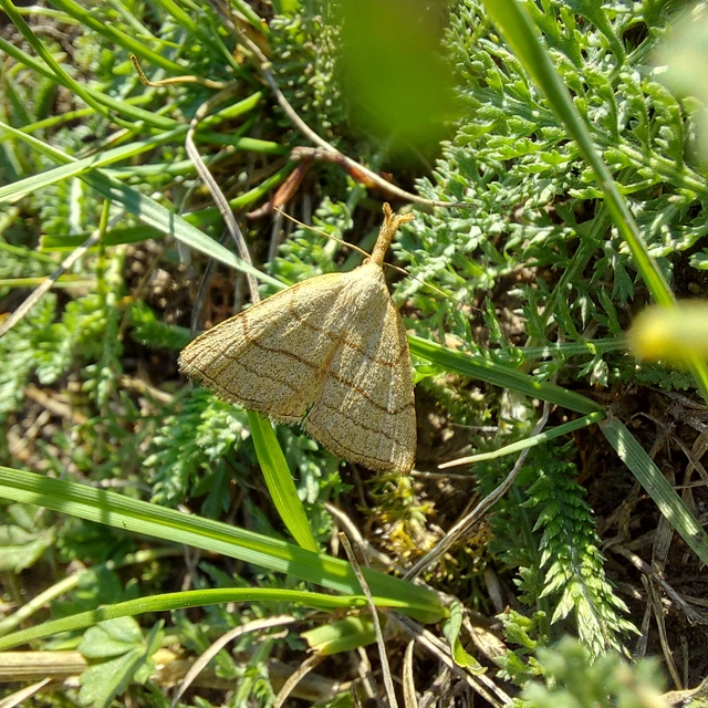 Polypogon tentacularia - sötétaljú karcsúbagoly