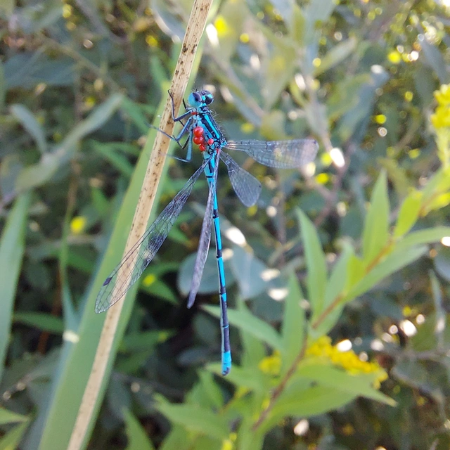 Coenagrion puella - azúrkék légivadász