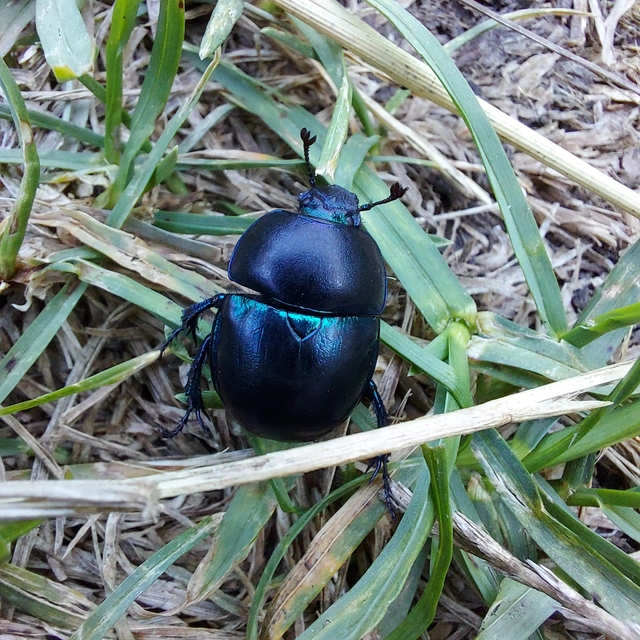 Trypocopris vernalis - tavaszi álganéjtúró