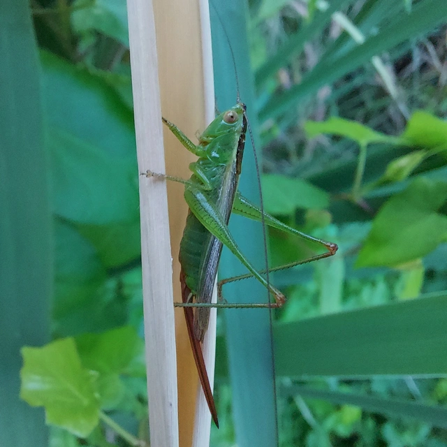 Conocephalus fuscus - kis kúpfejűszöcske