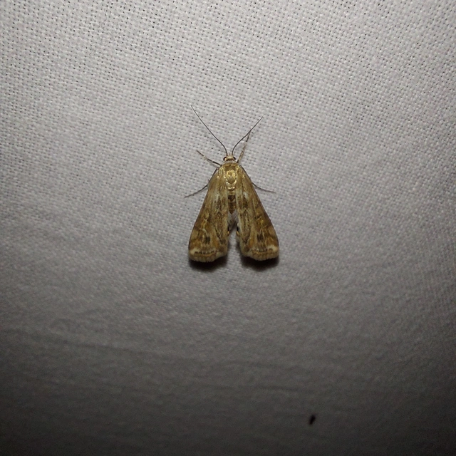 Cataclysta lemnata - békalencsemoly