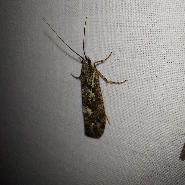 Trichoptera - Tegzesek