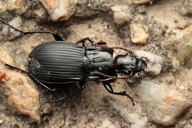 Abax parallelepipedus - félbordás szélesfutó