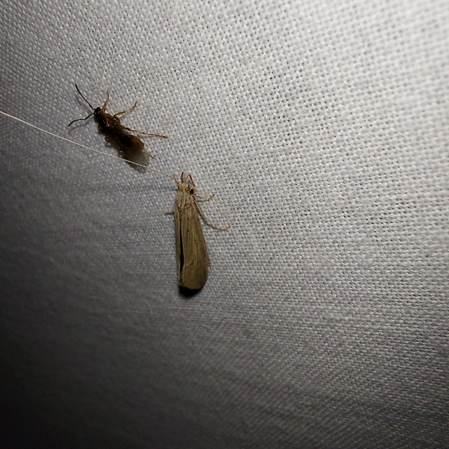Trichoptera - Tegzesek