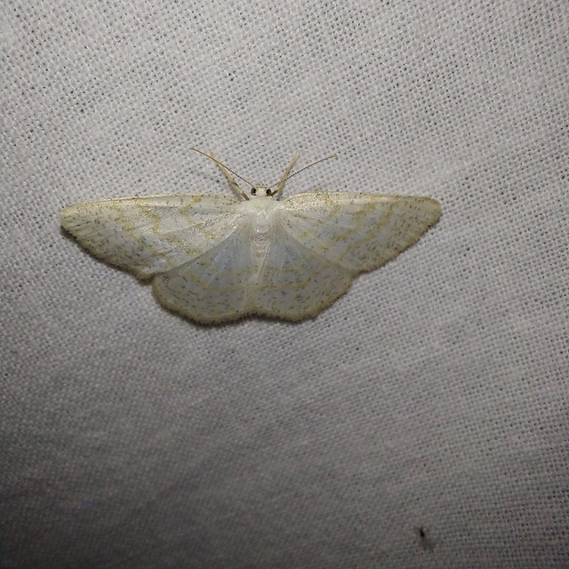 Cabera exanthemata - pettyes égeraraszoló