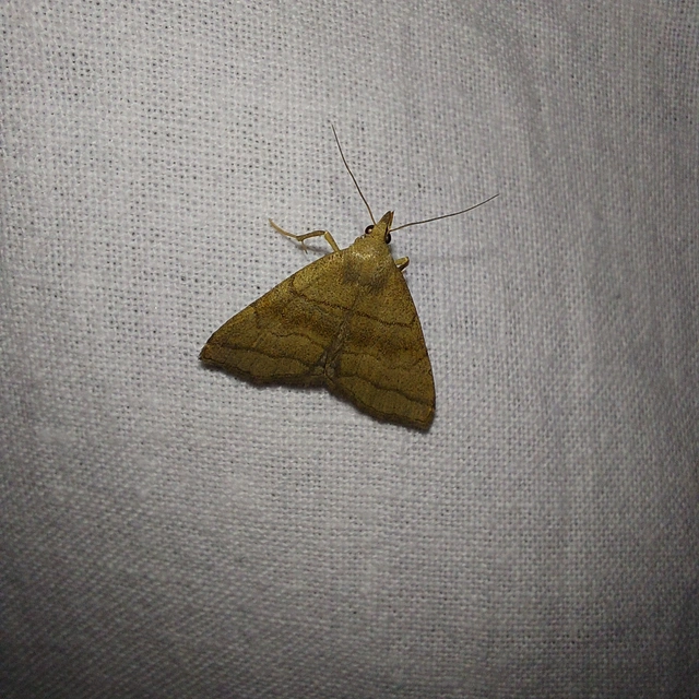 Herminia tarsicrinalis - szőröslábú karcsúbagoly