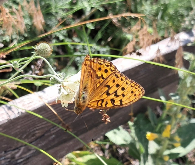 Argynnis adippe - ezüstös gyöngyházlepke