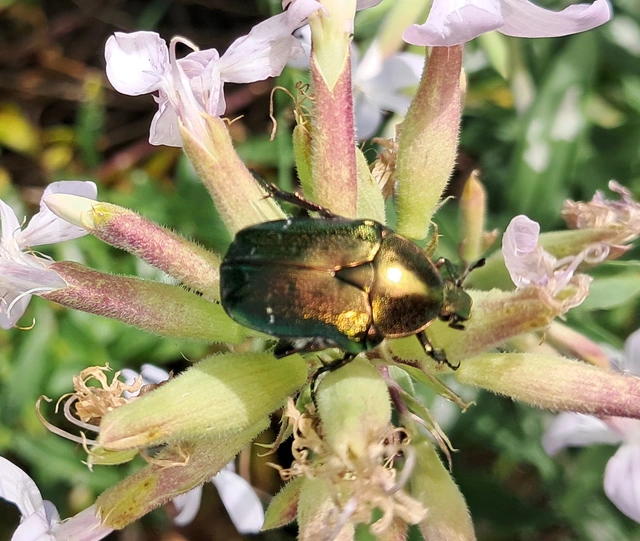 Cetonia aurata - aranyos virágbogár