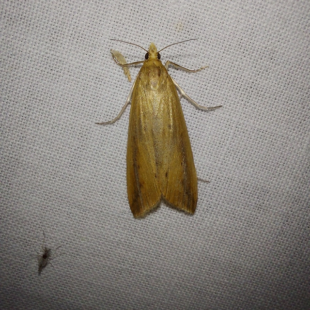 Schoenobius gigantella - óriás nádfúrómoly