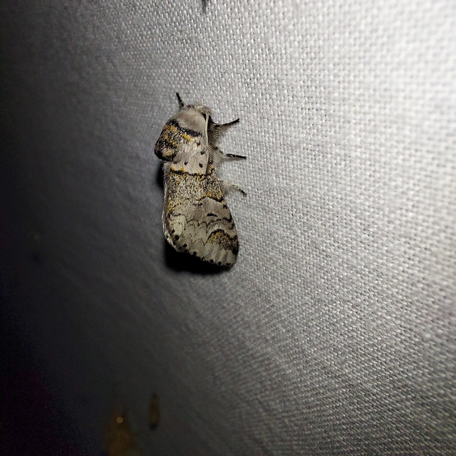 Furcula furcula - szürke púposszövő