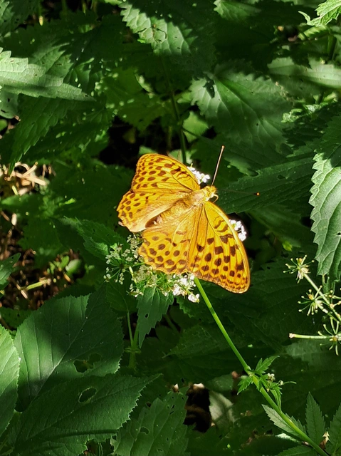 Argynnis paphia - nagy gyöngyházlepke