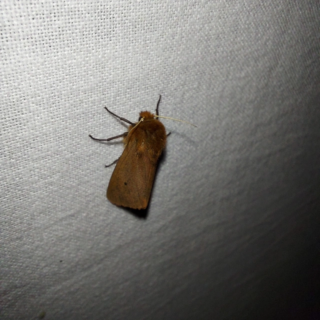 Phragmatobia fuliginosa - füstös medvelepke