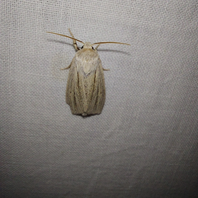 Simyra albovenosa - mocsári lándzsásbagoly