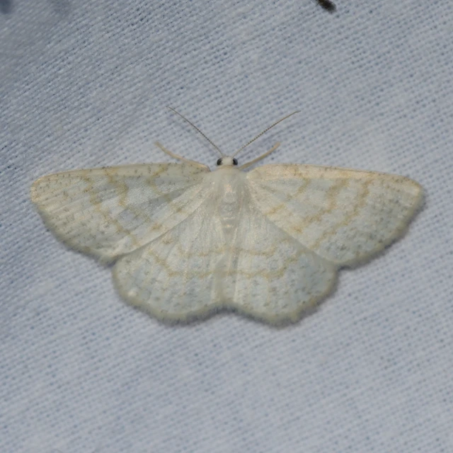 Cabera exanthemata - pettyes égeraraszoló